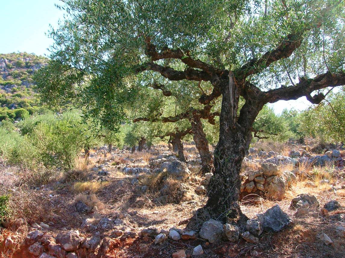 olive trees